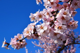 Kék égbolt, rózsaszín virágözön