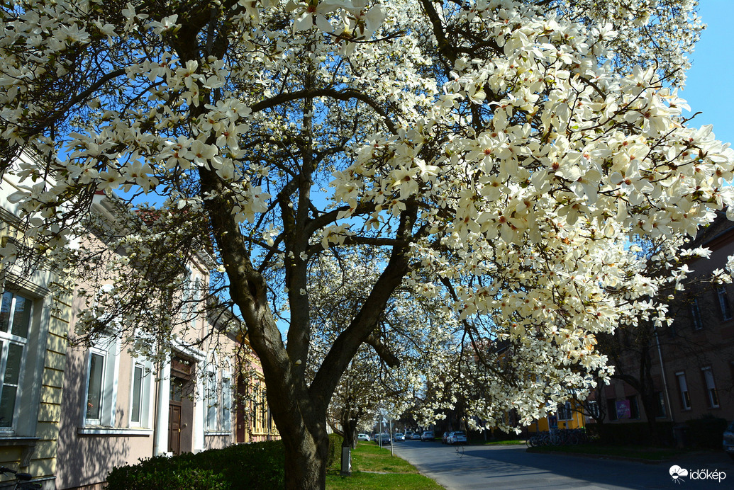Fehér magnóliák