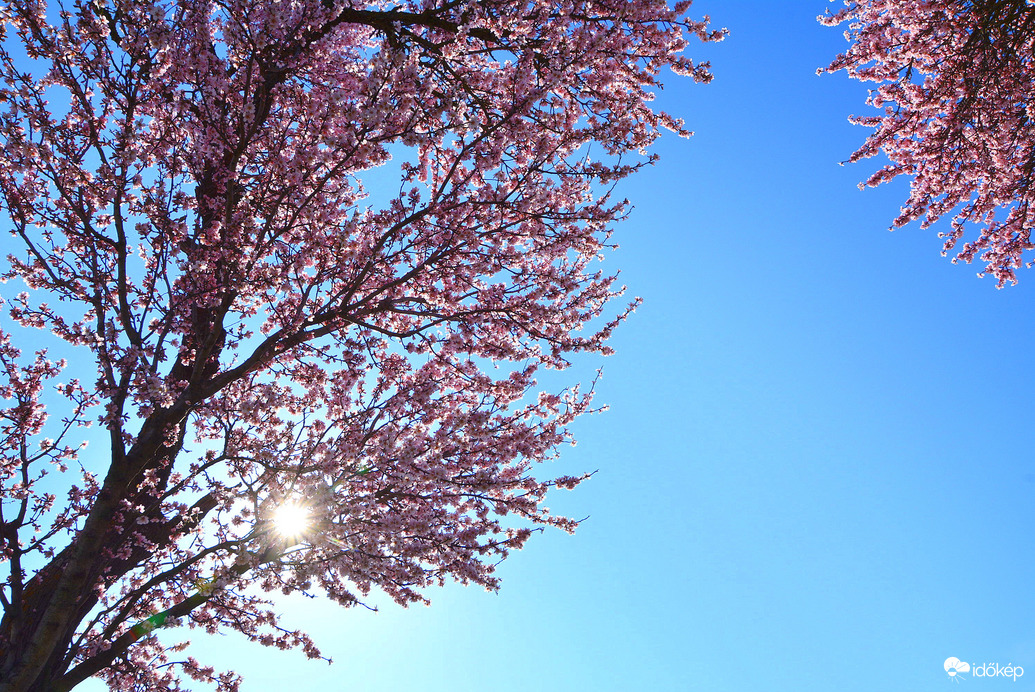 Virágba borult mandulafák