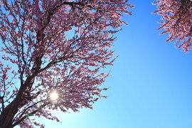 Virágba borult mandulafák