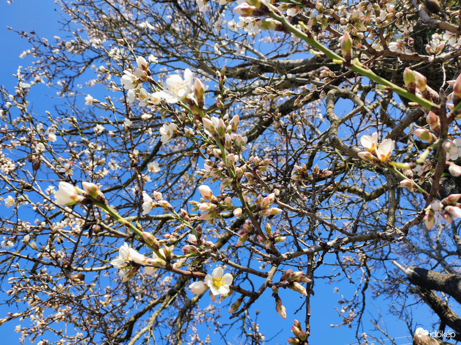 Korai mandulavirágzás