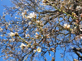 Korai mandulavirágzás