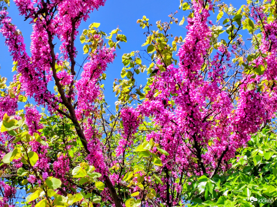 Rózsaszín álom kék égbolttal 