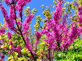 Rózsaszín álom kék égbolttal 