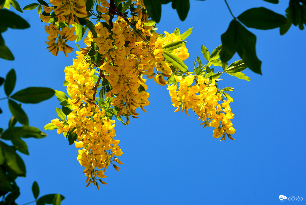 Hosszó fürtű aranyeső