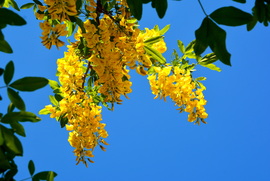 Hosszó fürtű aranyeső