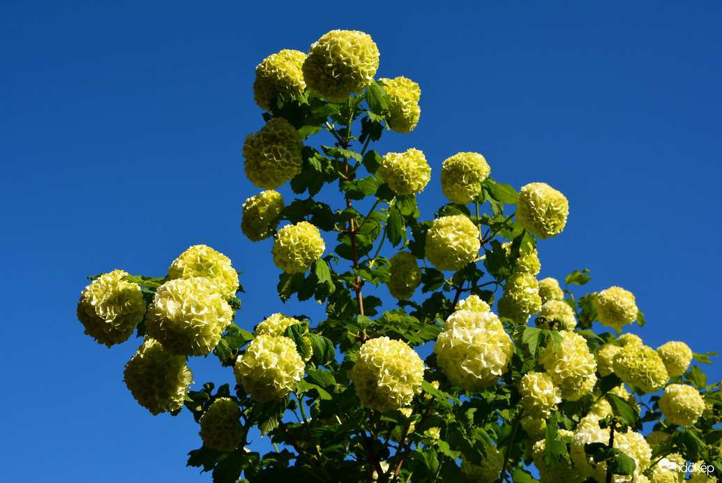 Labd rózsa kék égbolt alatt