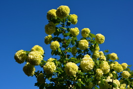 Labd rózsa kék égbolt alatt