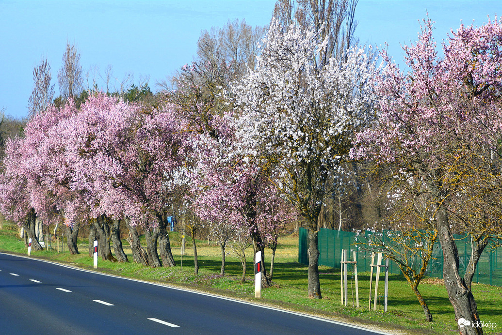 Öreg mandulafák között 