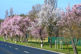 Öreg mandulafák között 