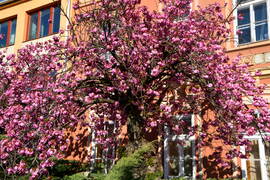 Virágba borultak a japán díszcseresznye fák Szombathelyen