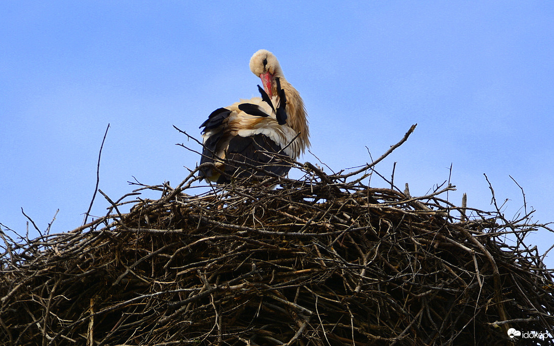 Megérkezett Zalabér első gólyája