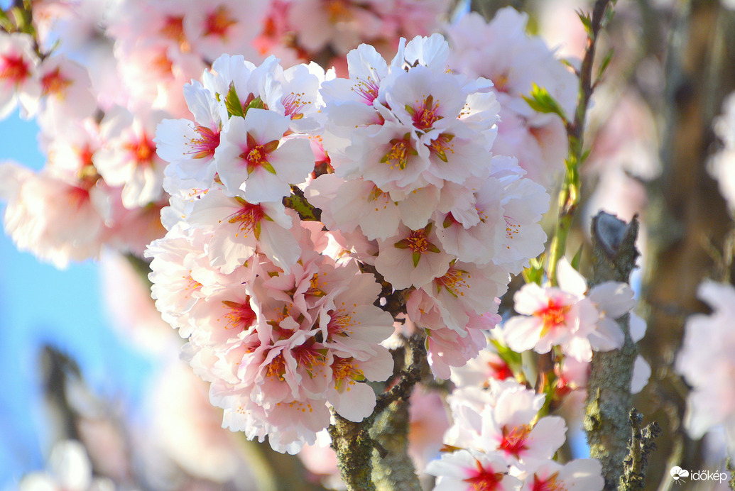 Telt virágú mandulafa ága