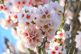 Telt virágú mandulafa ága