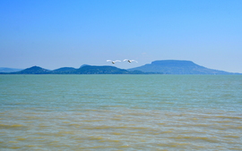Repülő hattyúpár a Balaton felett