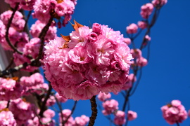 Virágba borultak a japán díszcseresznye fák Szombathelyen