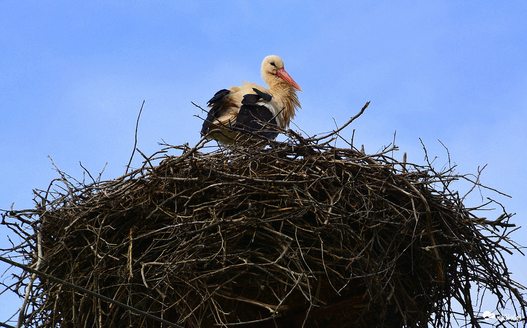 Megérkezett Zalabér első gólyája