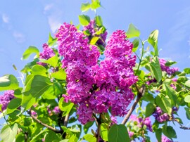 Orgonák kék égbolt alatt 