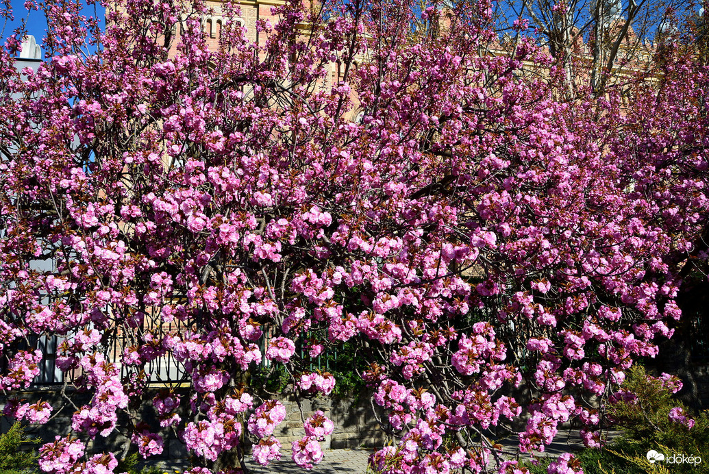 Virágba borultak a japán díszcseresznye fák Szombathelyen