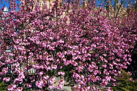 Virágba borultak a japán díszcseresznye fák Szombathelyen