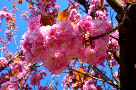 Virágba borultak a japán díszcseresznye fák Szombathelyen