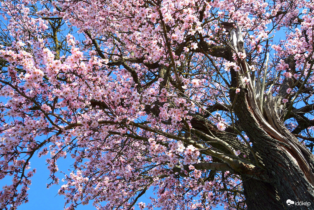 Virágba borult mandulafák