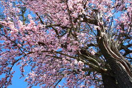 Virágba borult mandulafák