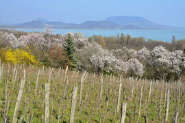 Szőlőtőkék, virágzó mandulafák, Tanúhegyek...