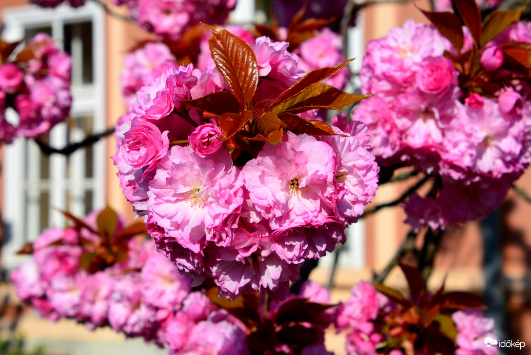 Virágba borultak a japán díszcseresznye fák Szombathelyen