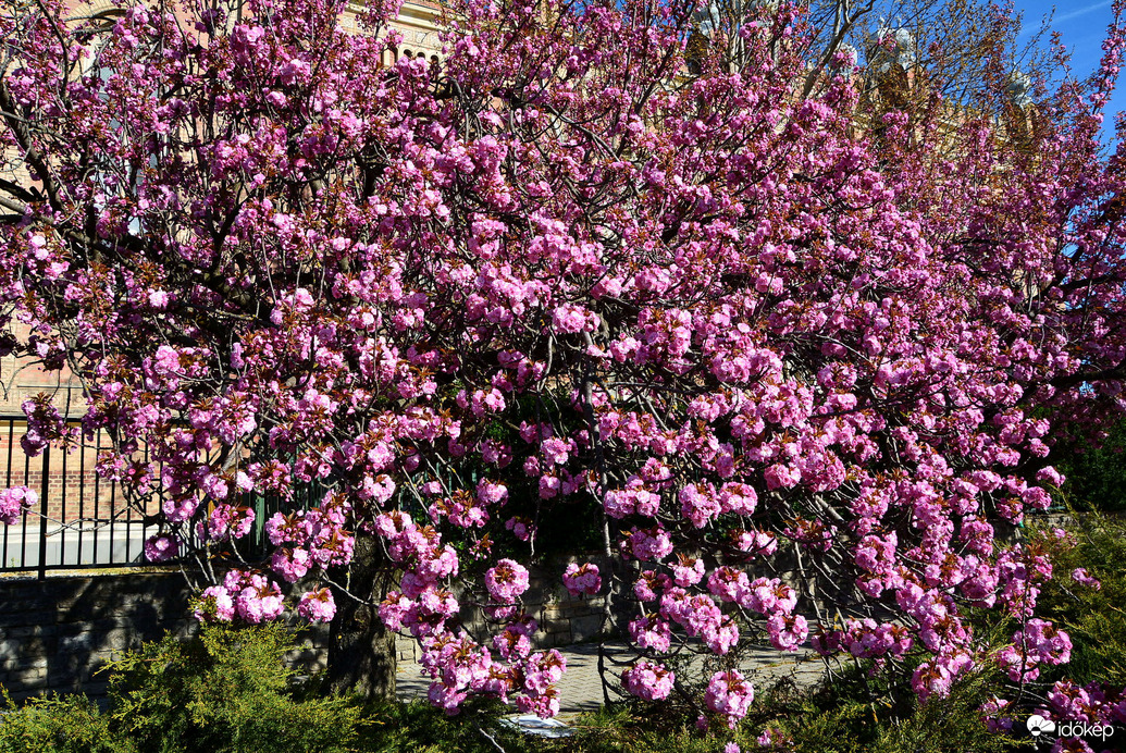 Virágba borultak a japán díszcseresznye fák Szombathelyen