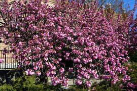 Virágba borultak a japán díszcseresznye fák Szombathelyen