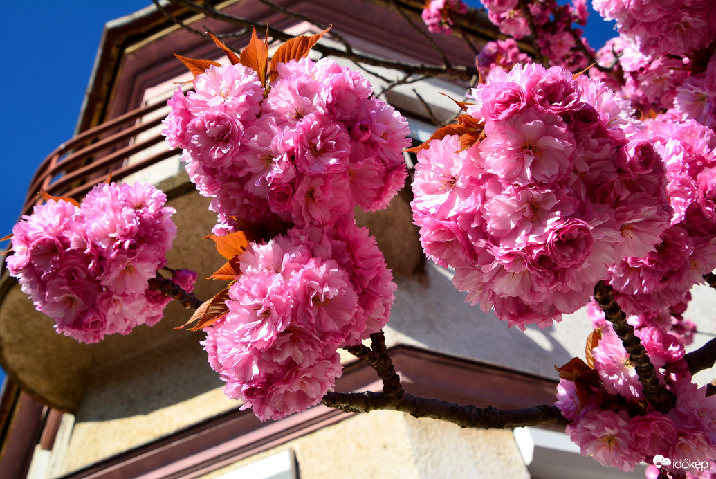 Virágba borultak a japán díszcseresznye fák Szombathelyen