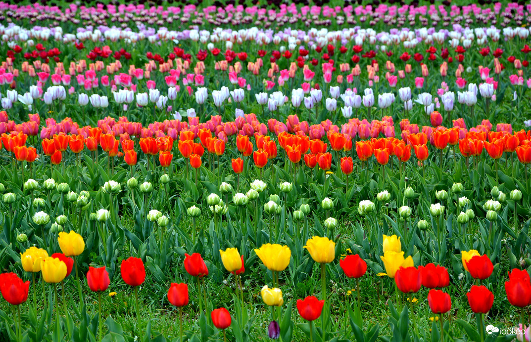 Gyönyörű tulipánok