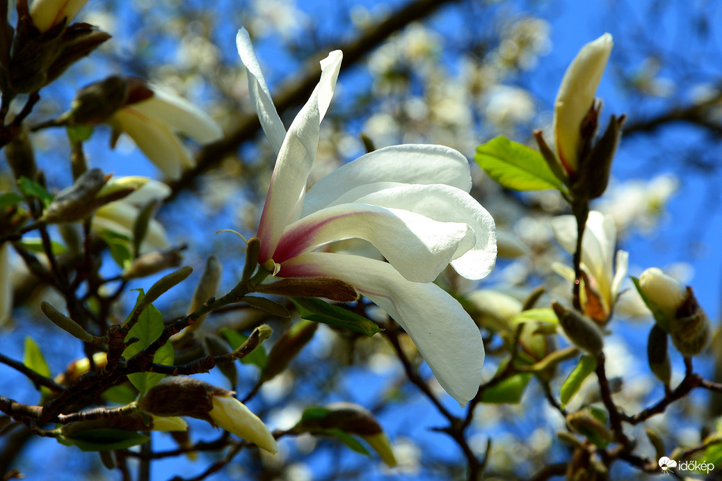 Fehér magnóliák