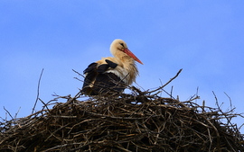 Megérkezett Zalabér első gólyája