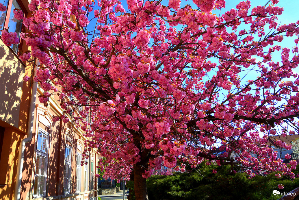Virágba borultak a japán díszcseresznye fák Szombathelyen