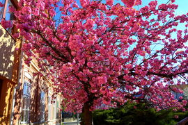 Virágba borultak a japán díszcseresznye fák Szombathelyen