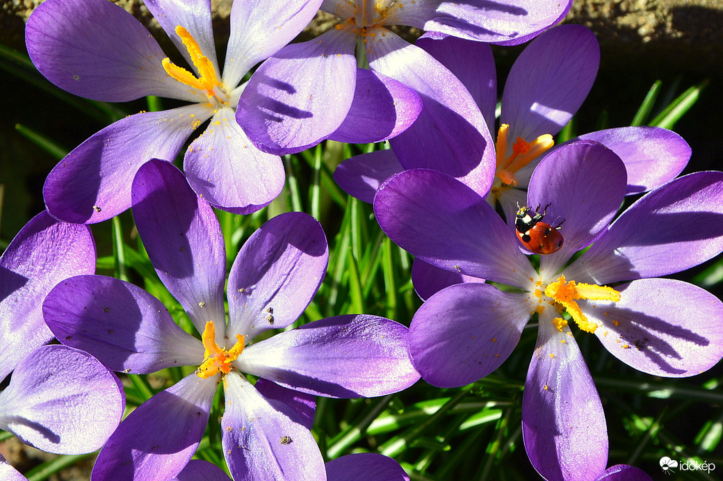 Krókuszok katicával