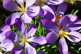 Krókuszok katicával