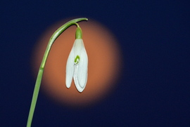 Hóvirág és a márciusi Telihold 