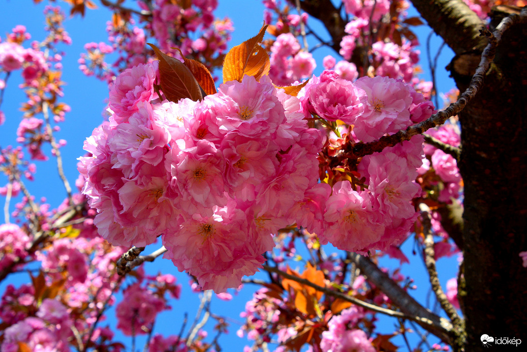Virágba borultak a japán díszcseresznye fák Szombathelyen