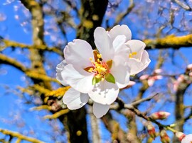 Korai mandulavirágzás