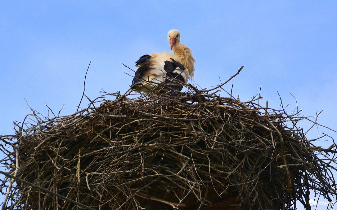 Megérkezett Zalabér első gólyája