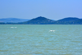 Hattyúpárok a Balaton felett