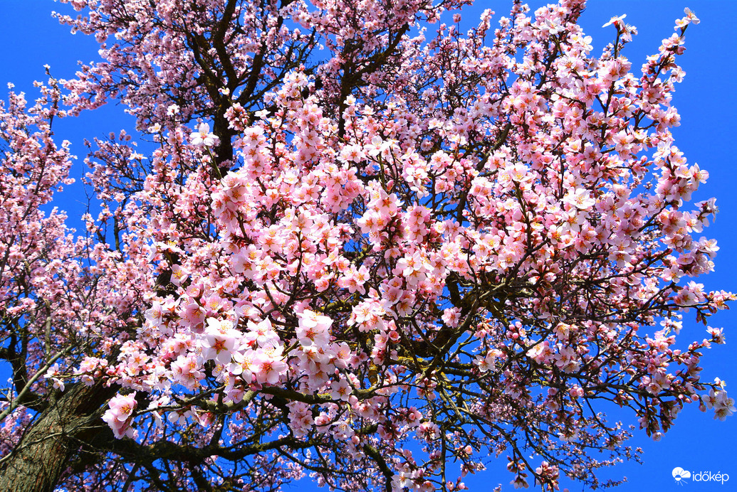 Kék égbolt, rózsaszín virágözön