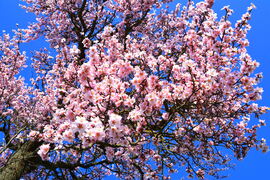 Kék égbolt, rózsaszín virágözön