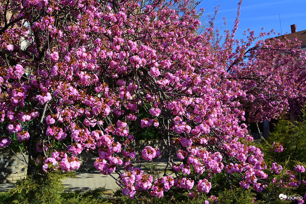 Virágba borultak a japán díszcseresznye fák Szombathelyen