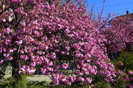 Virágba borultak a japán díszcseresznye fák Szombathelyen