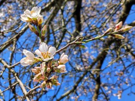 Korai mandulavirágzás