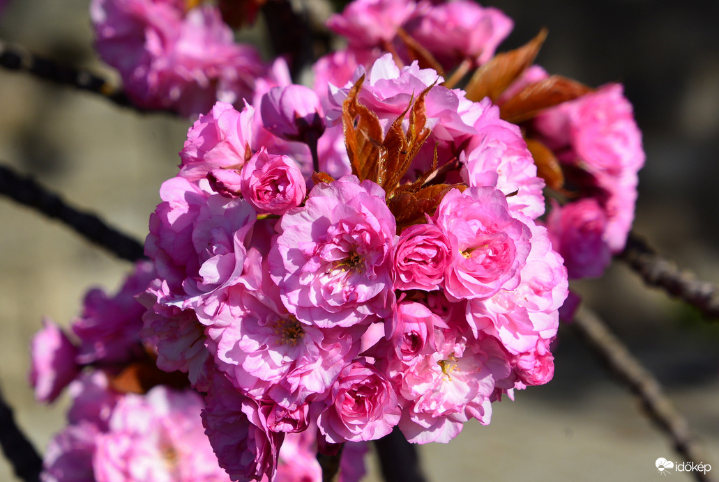 Virágba borultak a japán díszcseresznye fák Szombathelyen